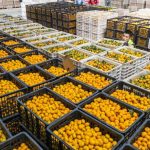Nanfeng mandarins global expansion