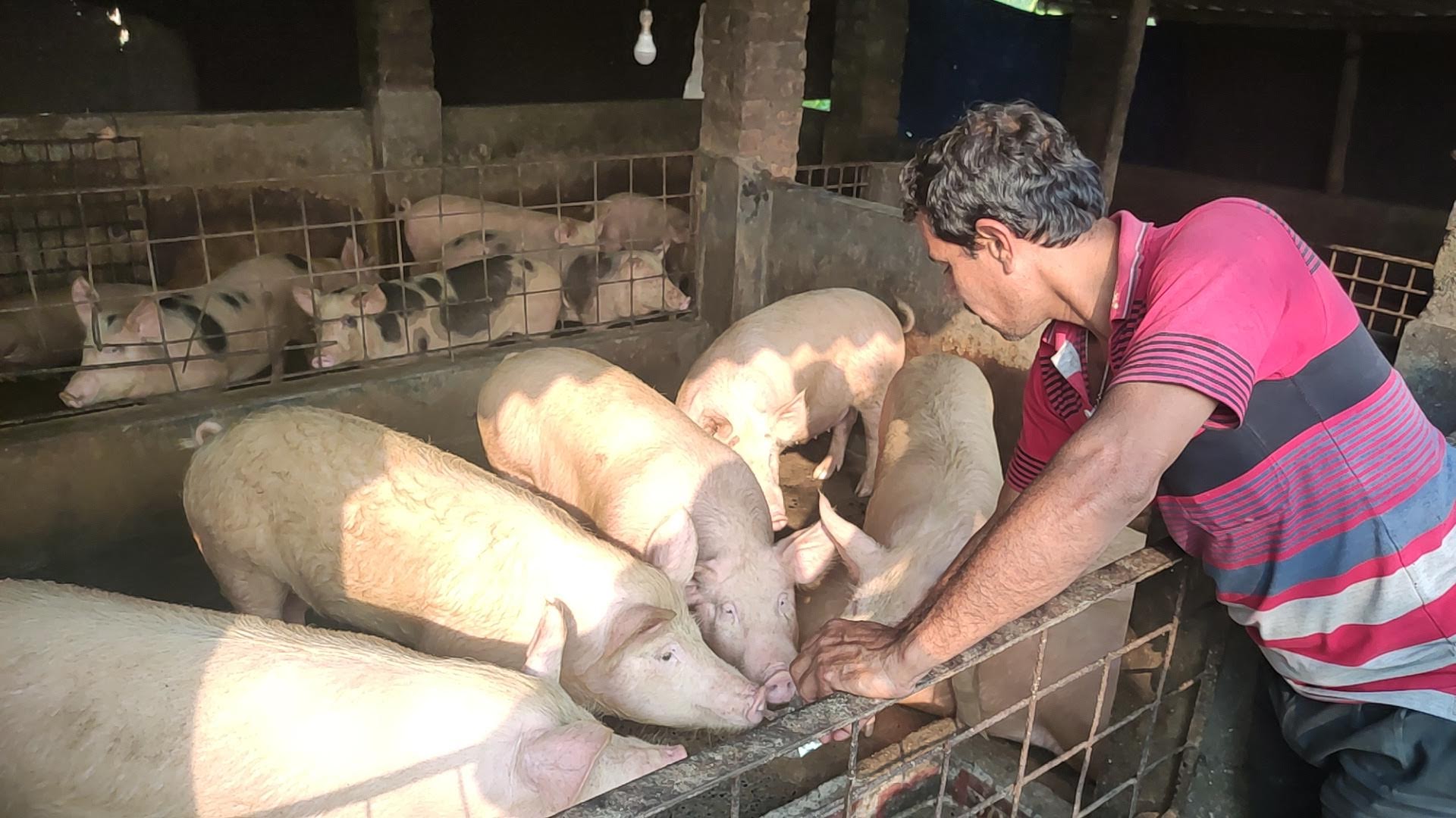 Bhutan pig farmers